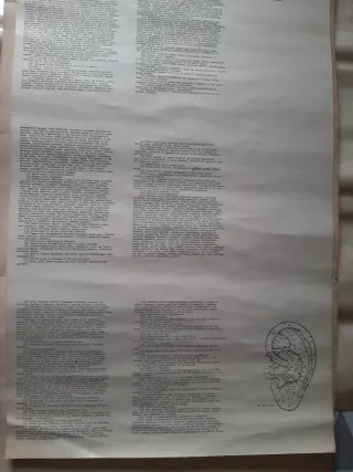 Tavola punti auricoloterapia vintage