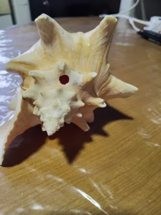 Caracola Trompeta Rosa mui buena
