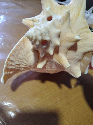 Caracola Trompeta Rosa mui buena