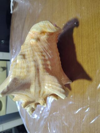 Caracola Trompeta Rosa mui buena