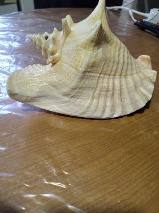 Caracola Trompeta Rosa mui buena
