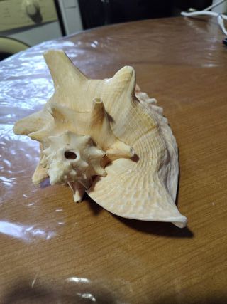 Caracola Trompeta Rosa mui buena