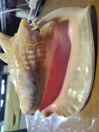 Caracola Trompeta Rosa mui buena