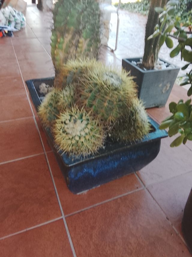Cactus en maceta