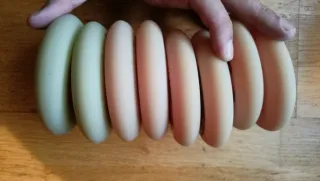 Ruedas patinaje velocidad 6 Road Reaper 2 trackas