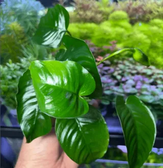 Anubia barteri big - Planta para acuarios