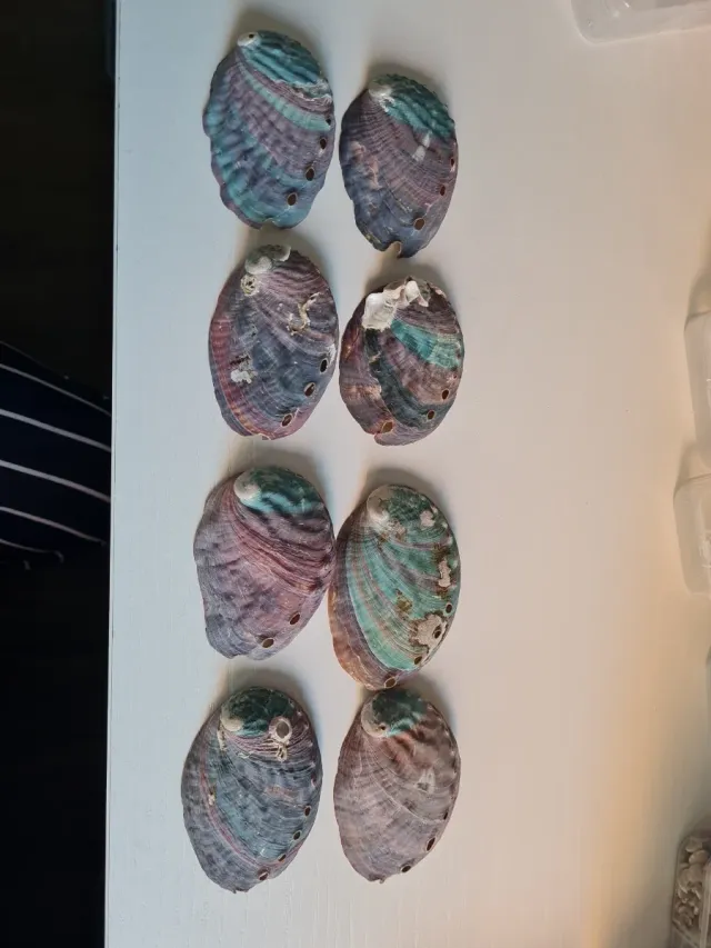 Conchas marinas Haliotis