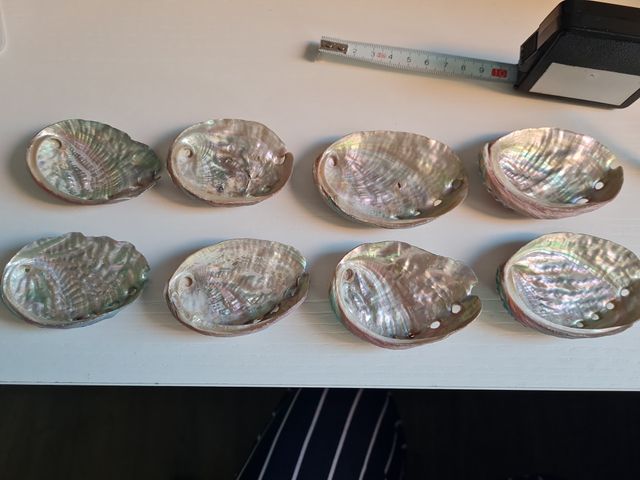 Conchas marinas Haliotis