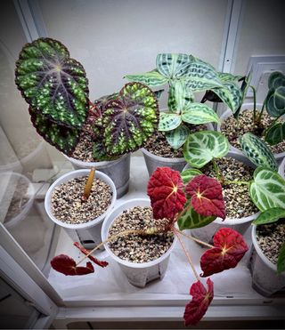 Esquejes variados de plantas