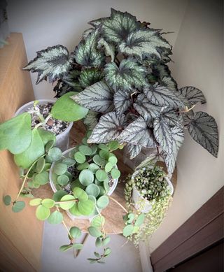 Esquejes variados de plantas