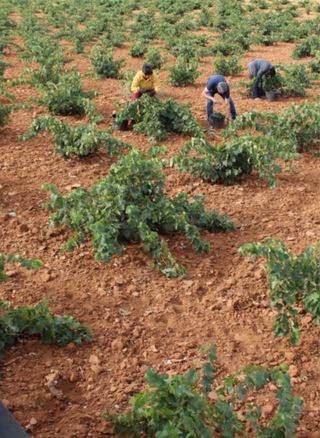 Servicios Agrícolas Manuales