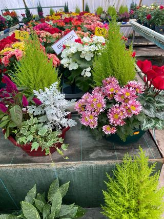 Plantas de temporada para Todos los Santos