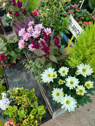 Plantas de temporada para Todos los Santos