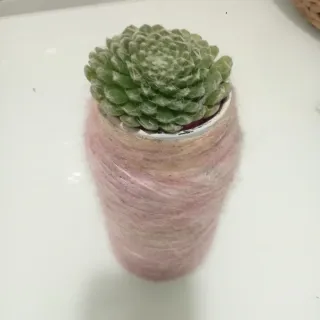 Tarro con suculenta decorado