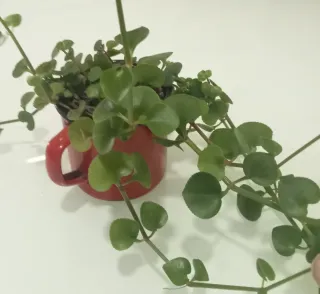 Taza Roja Suculenta Vintage