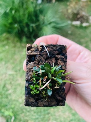 Pleurothallis barbulata en flor