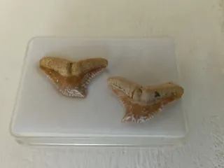 Fósiles de Galeocerdo (2 uds)