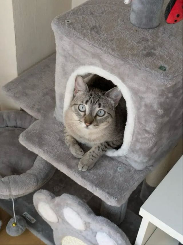 Rascador para gatos económico