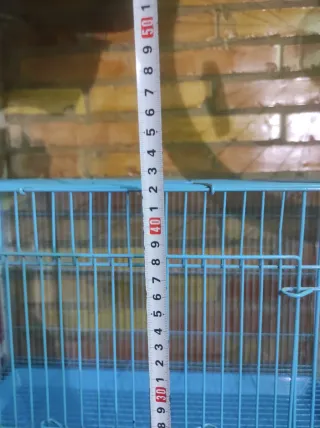 Pajarera azul