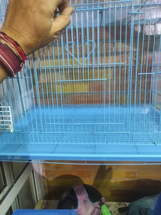 Pajarera azul