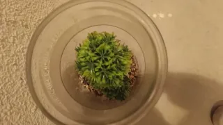 Decoración Planta Artificial en Tarro