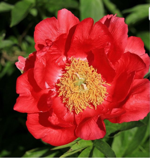 Pianta di Peonia Flame