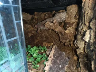 Terrario Negro y Marrón