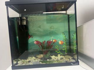 Pecera 30L con filtro incluido