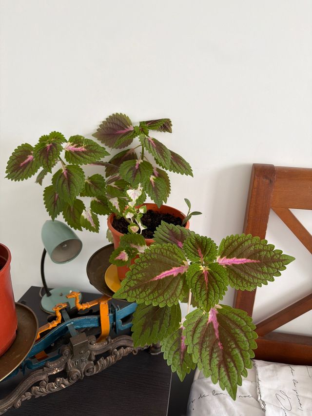 Planta de interior ortiga de terciopelo