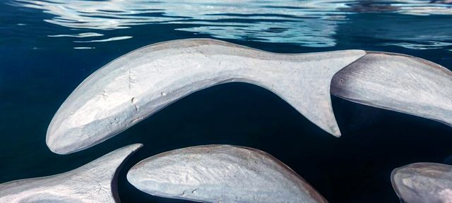 Peces de madera decorativos