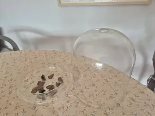 Terrario de cristal para plantas