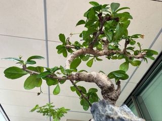 Bonsái Carmona Microphylla.