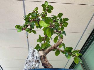 Bonsái Carmona Microphylla.