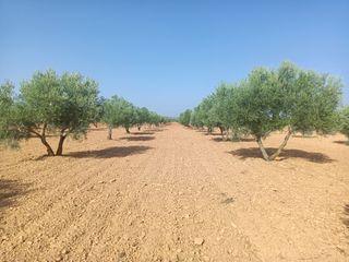 1000 Olivos en Venta