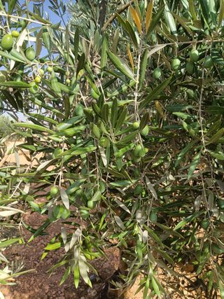 1000 Olivos en Venta