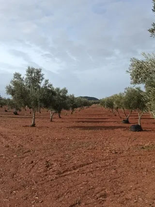 1000 Olivos en Venta