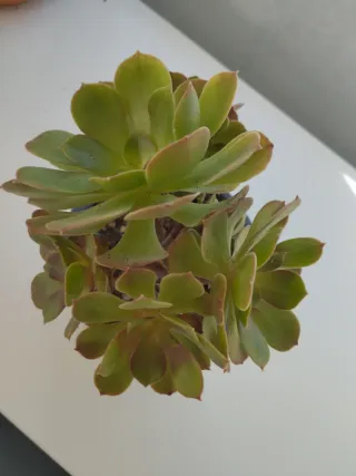 Aeonium Pink Witch yellow middle 7/8 rosetas