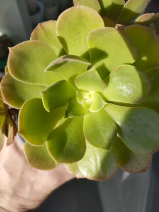 Aeonium Pink Witch yellow middle 7/8 rosetas