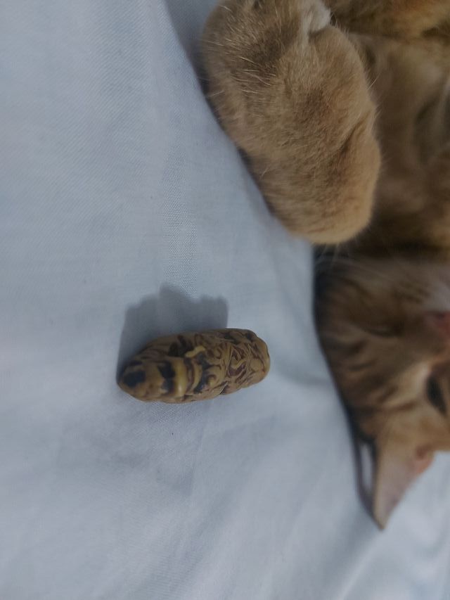 Antigüedad Japón Escultura Rara