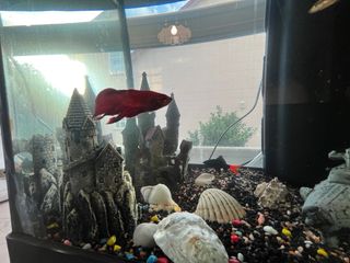 se vende acuario de 80L vacio con decoración