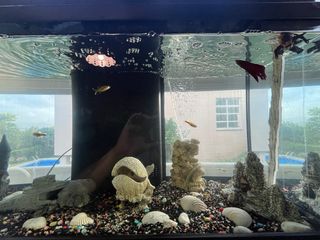 se vende acuario de 80L vacio con decoración