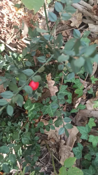 Se necesita cuidadora de persona mayor