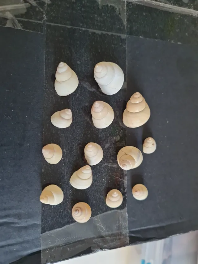 Caracoles terrestres