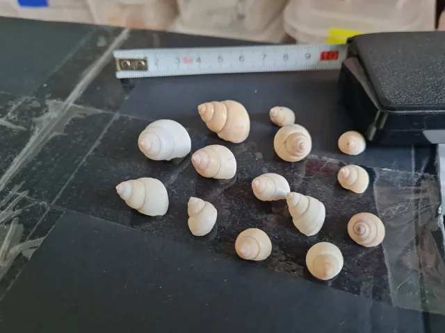 Caracoles terrestres