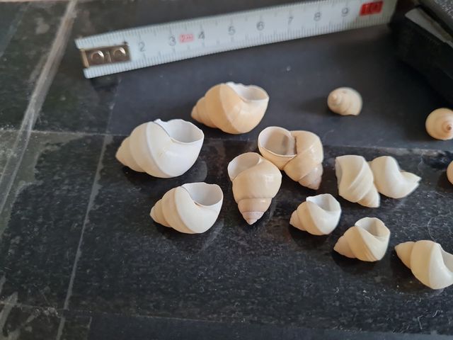 Caracoles terrestres