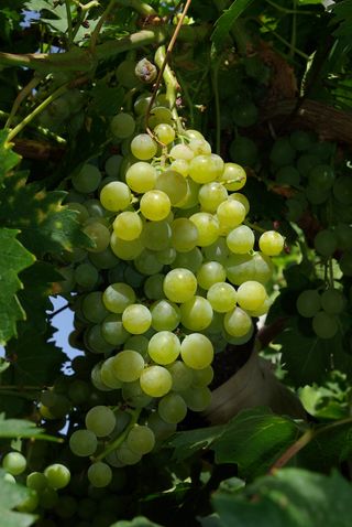 Uva Moscatel Italiano (leer todo)