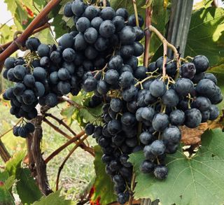 Uva Moscatel Italiano (leer todo)