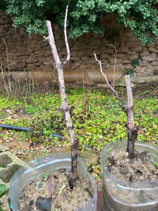 Uva Moscatel Italiano (leer todo)