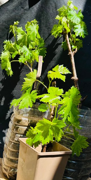 Uva Moscatel Italiano envio (leer todo)
