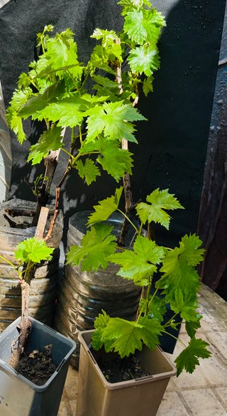 Uva Moscatel Italiano envio (leer todo)